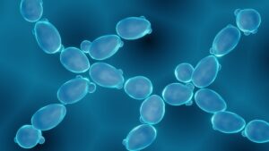 Cell Count and Viability Assay